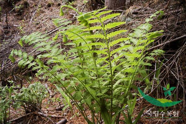 음양고비 이미지
