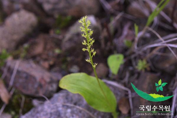 이삭단엽란 이미지