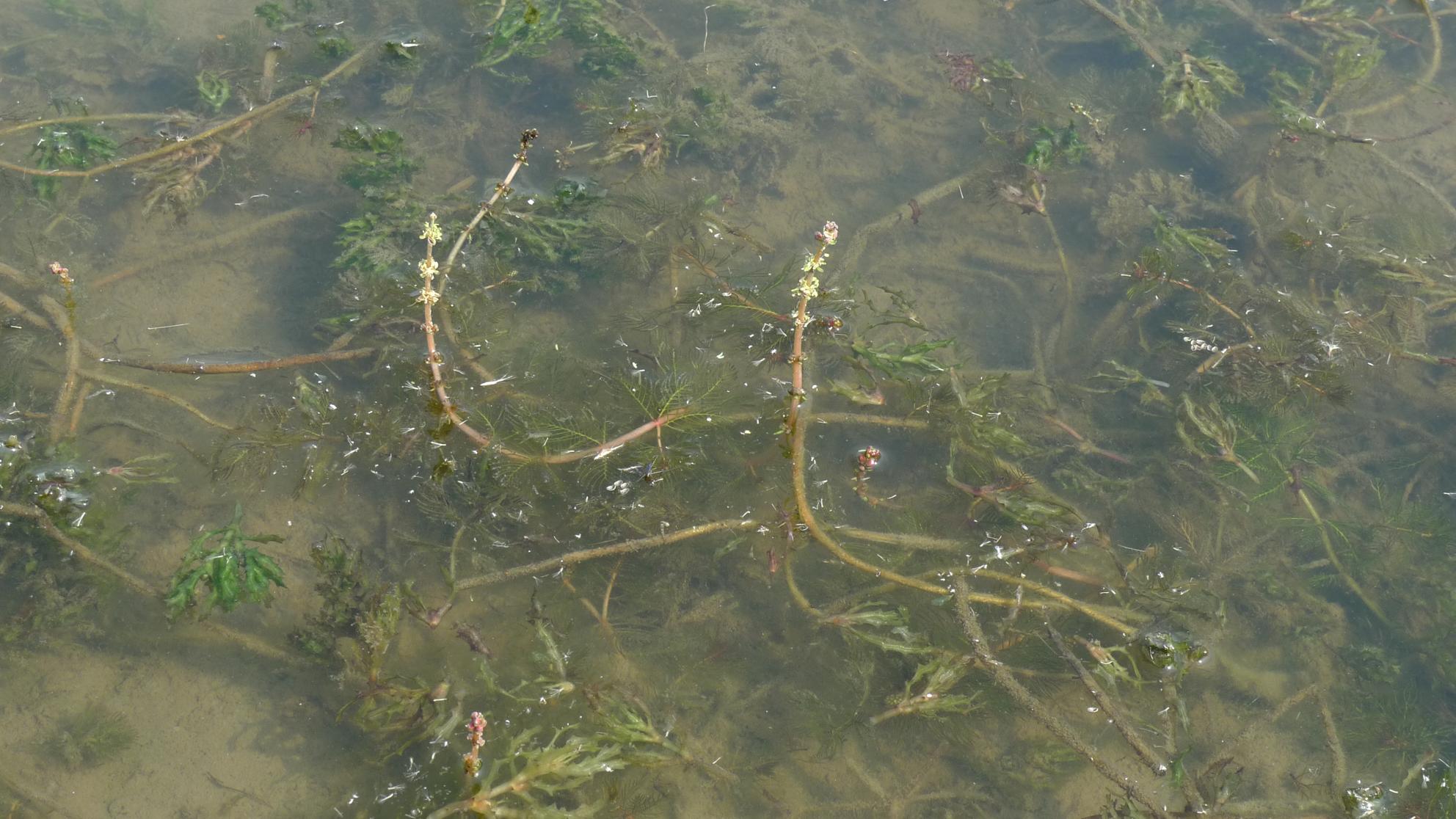 이삭물수세미 이미지