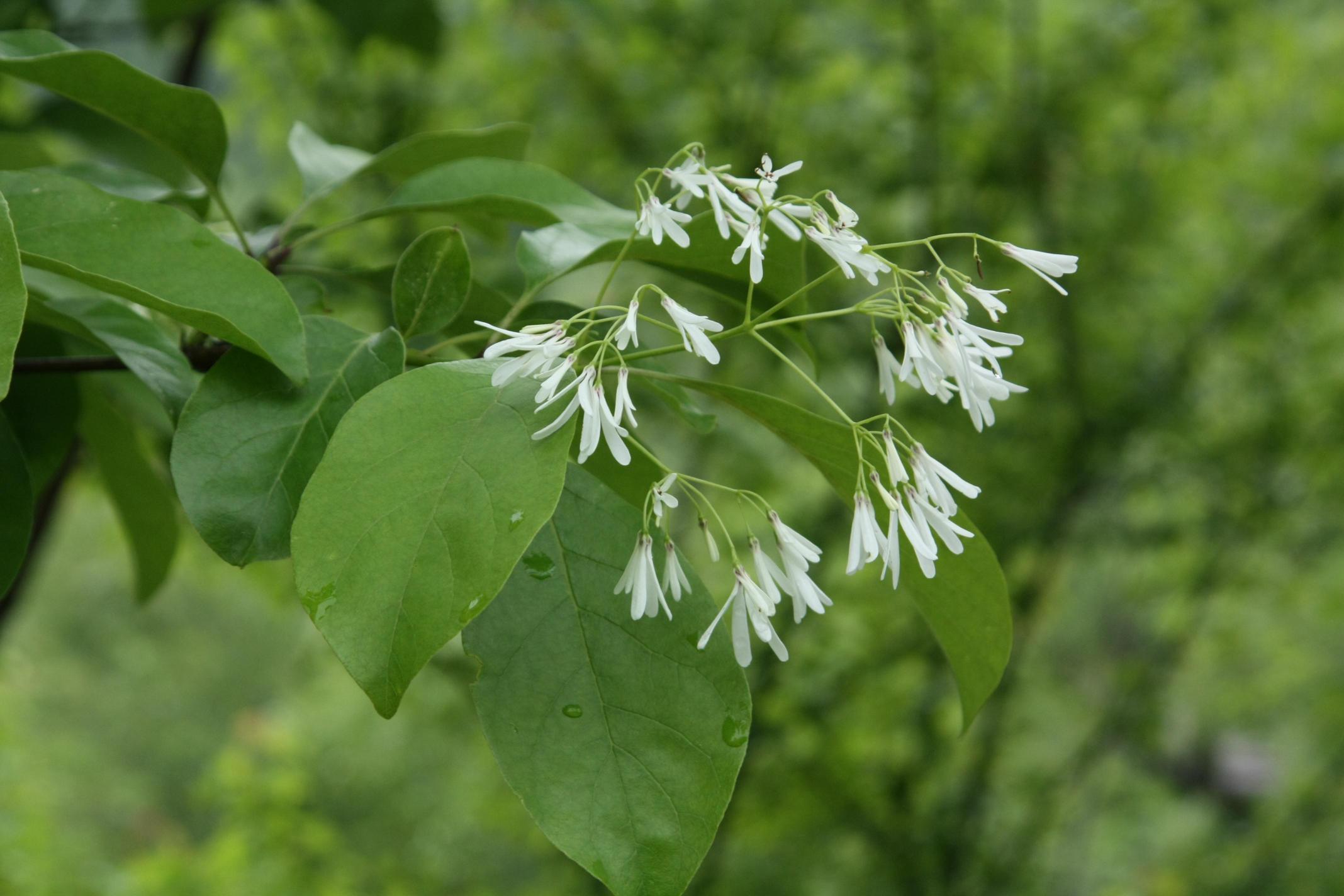 이팝나무 이미지