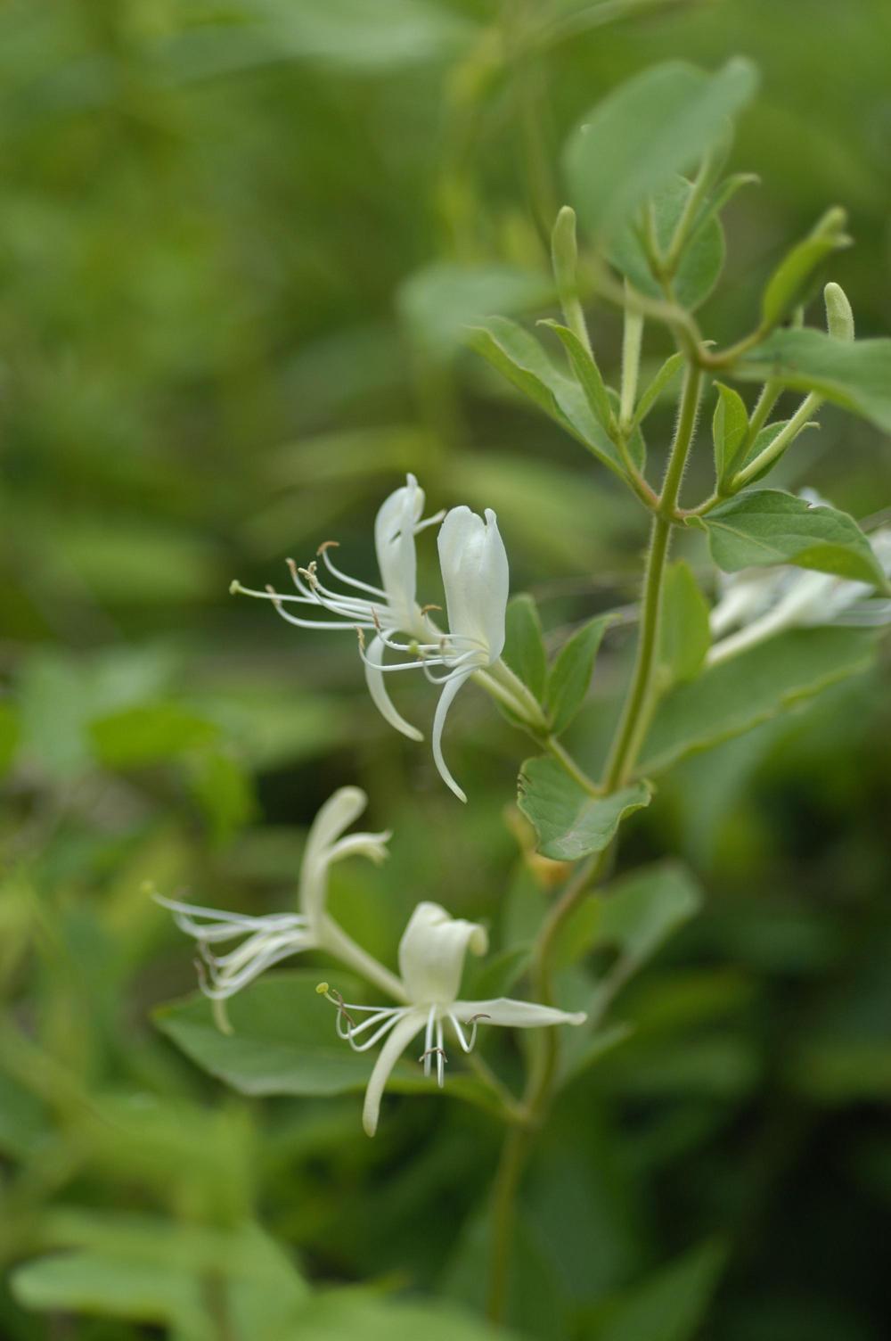 인동덩굴 이미지
