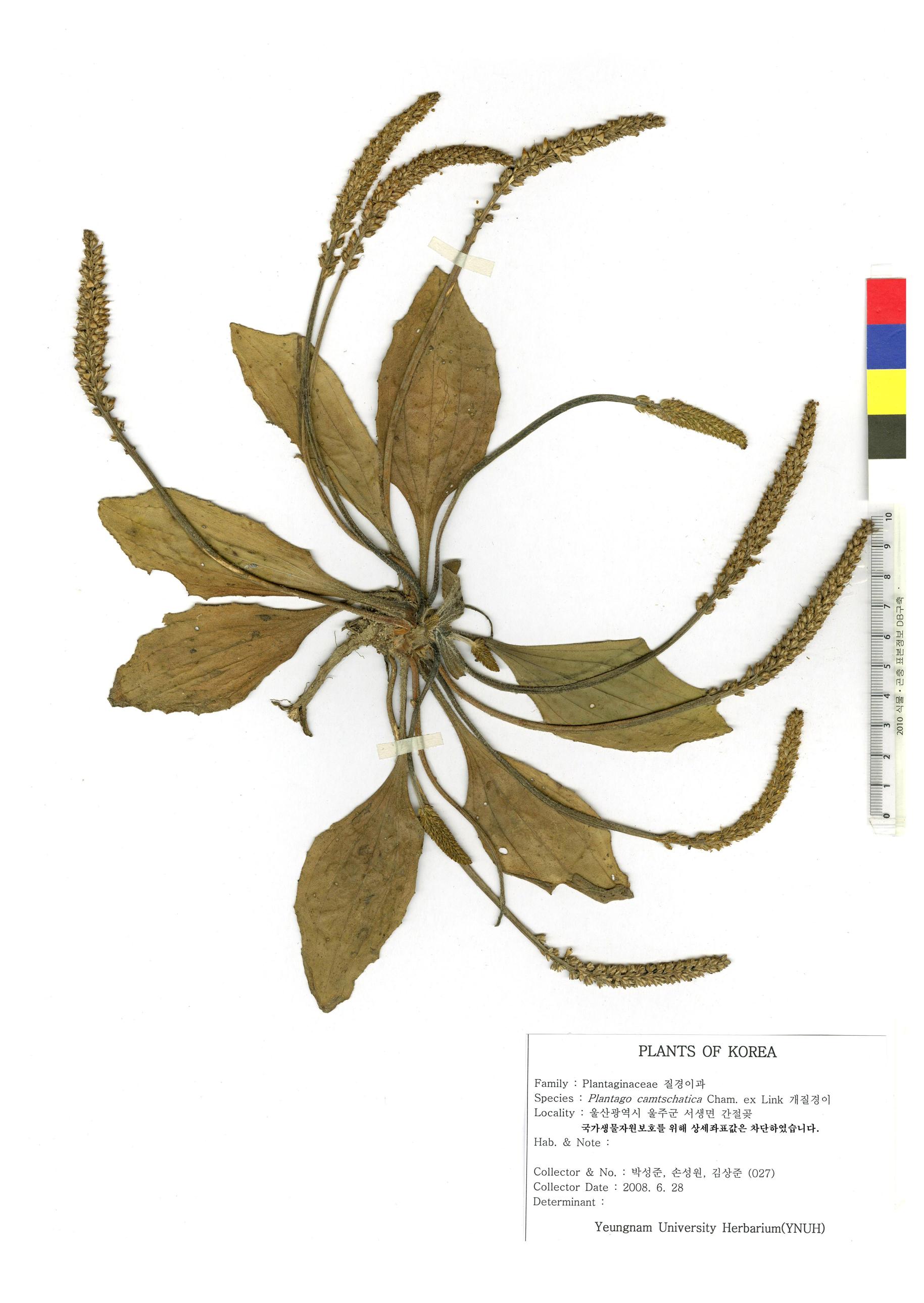 개질경이 이미지