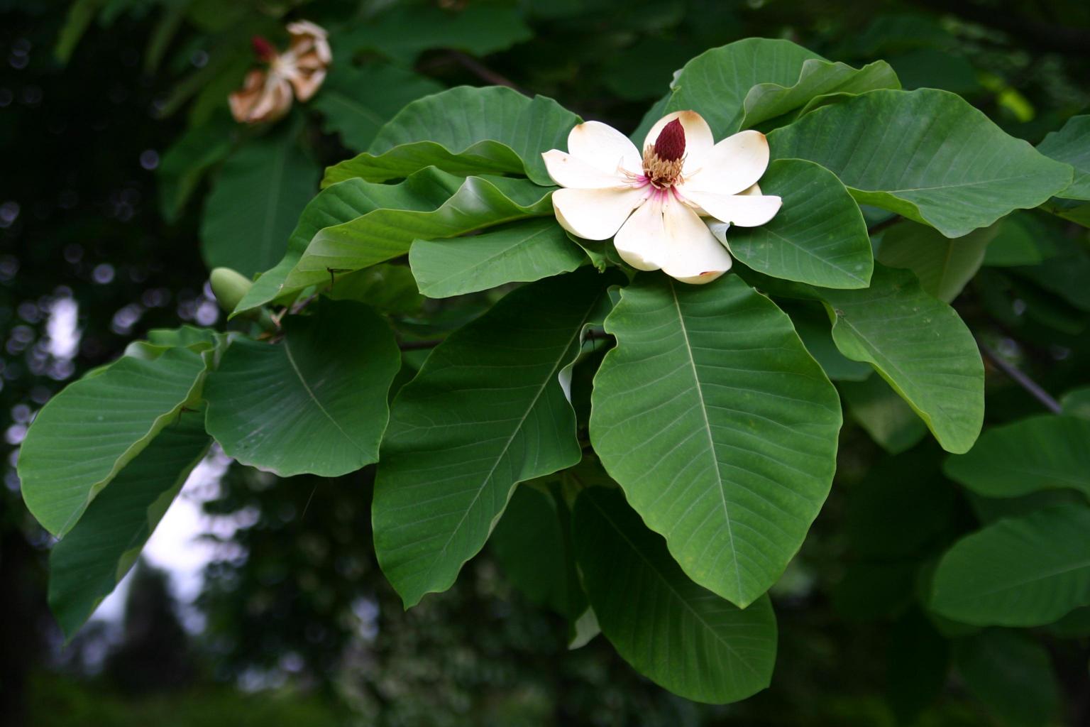 일본목련 이미지