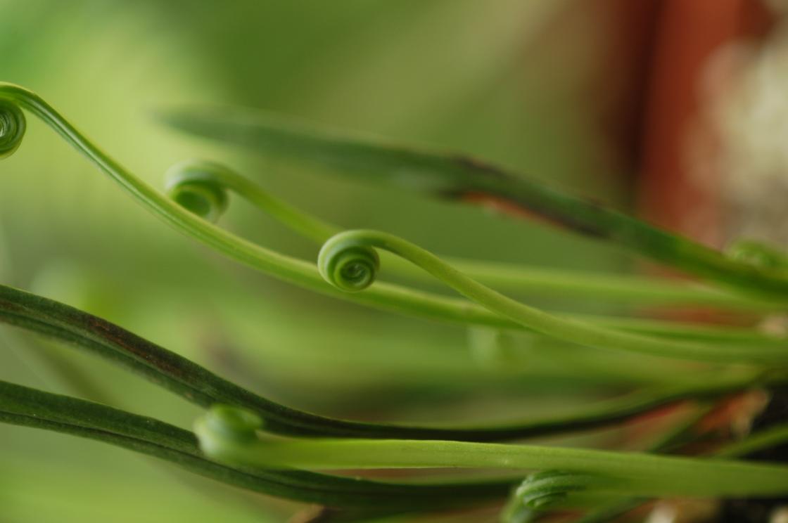 일엽아재비 이미지