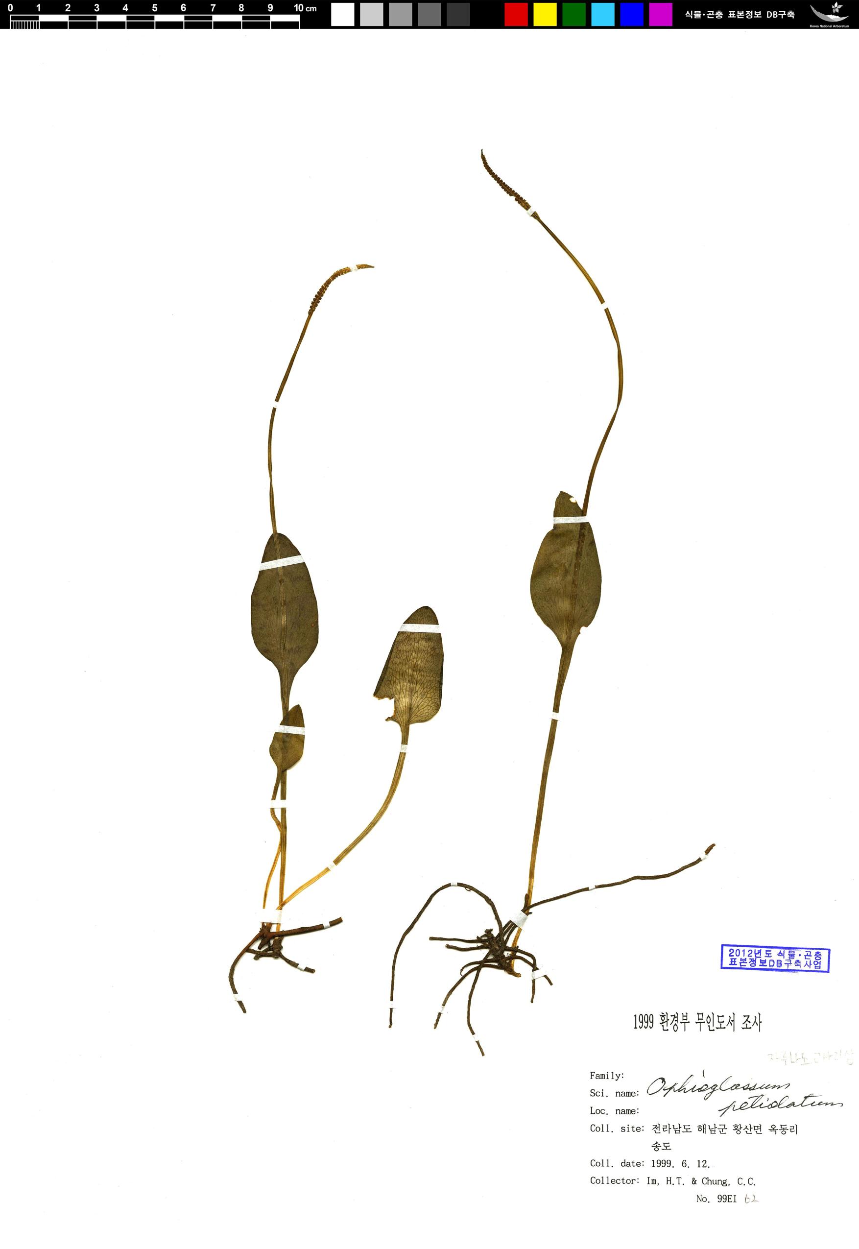 자루나도고사리삼 이미지