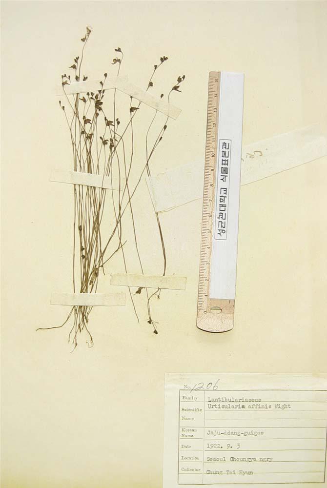 자주땅귀개 이미지