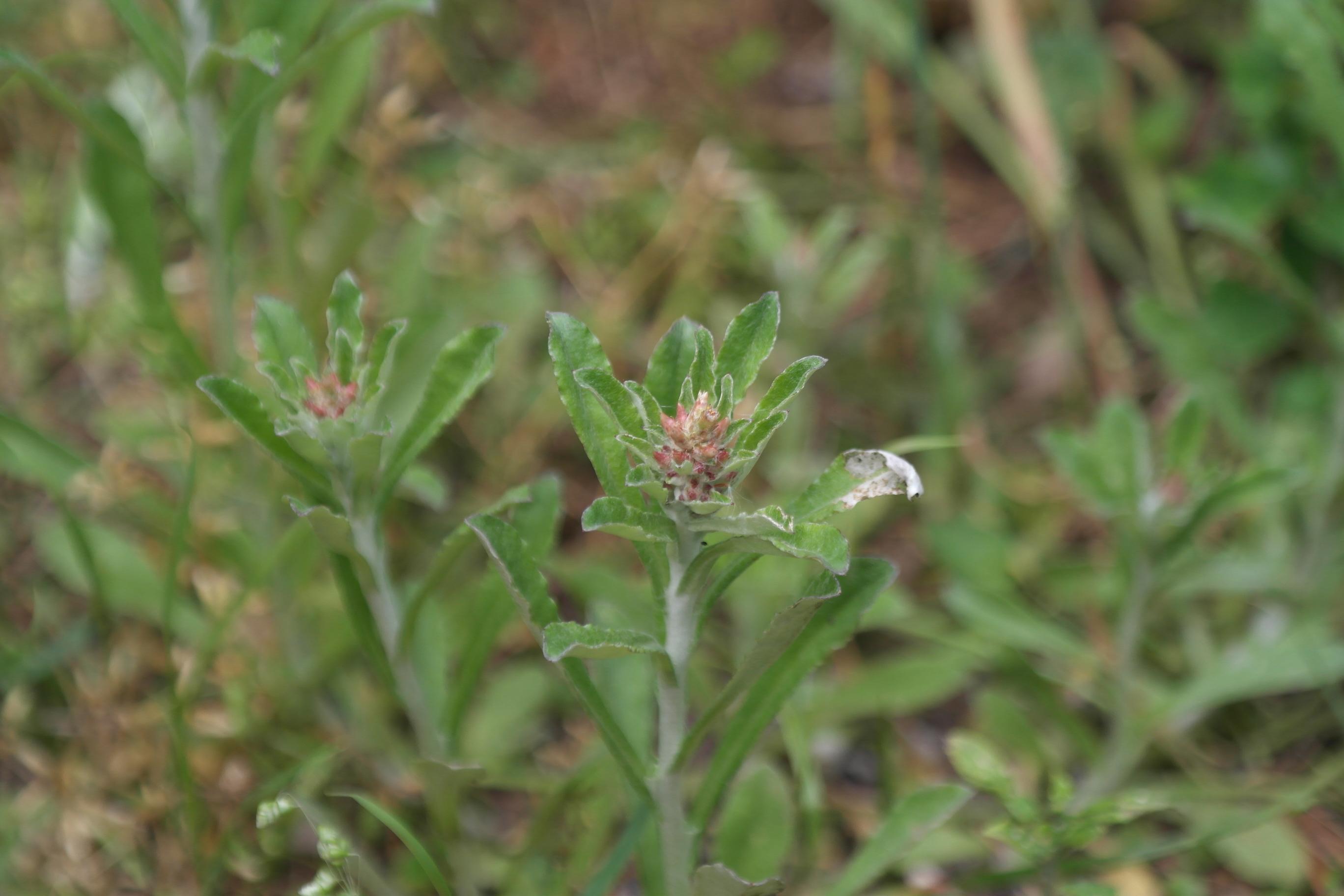 자주풀솜나물 이미지