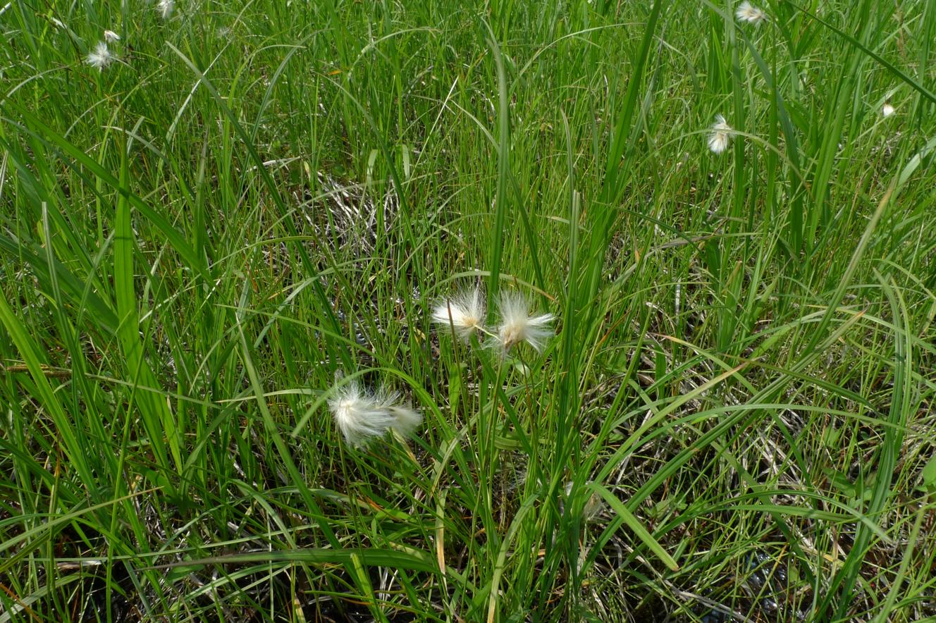 작은황새풀 이미지