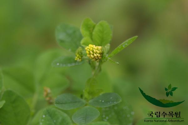 잔개자리 이미지