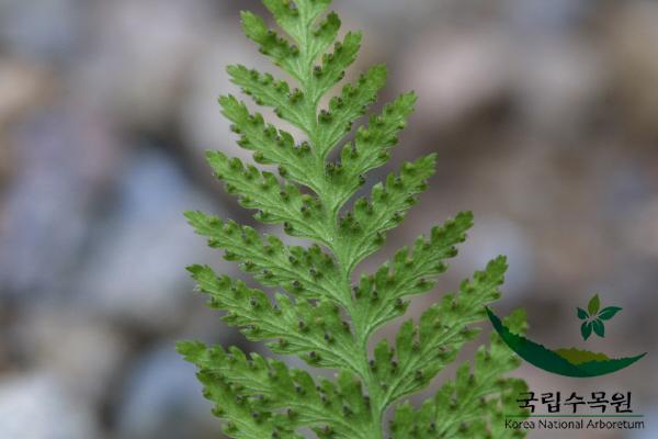 잔고사리 이미지