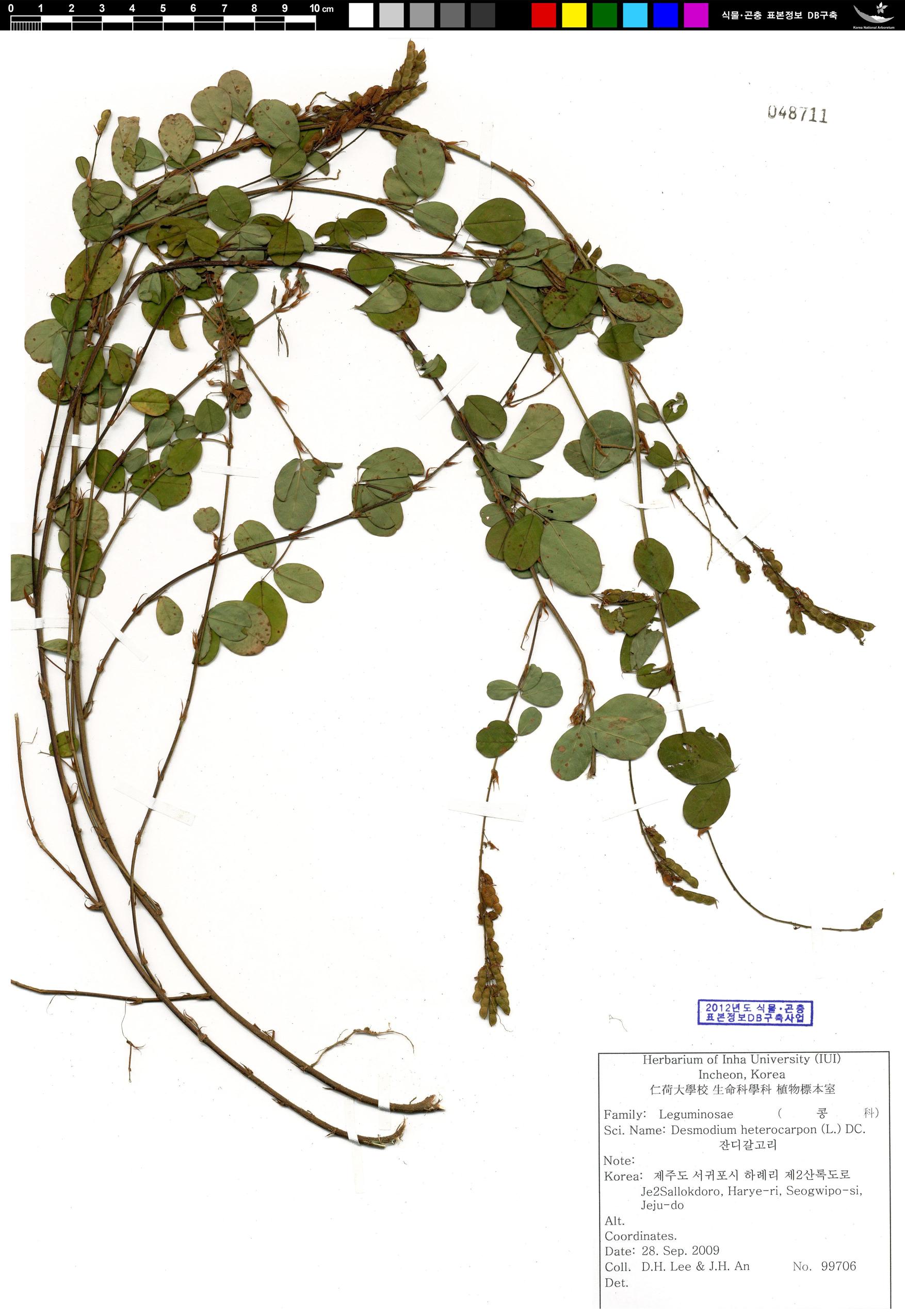 잔디갈고리 이미지