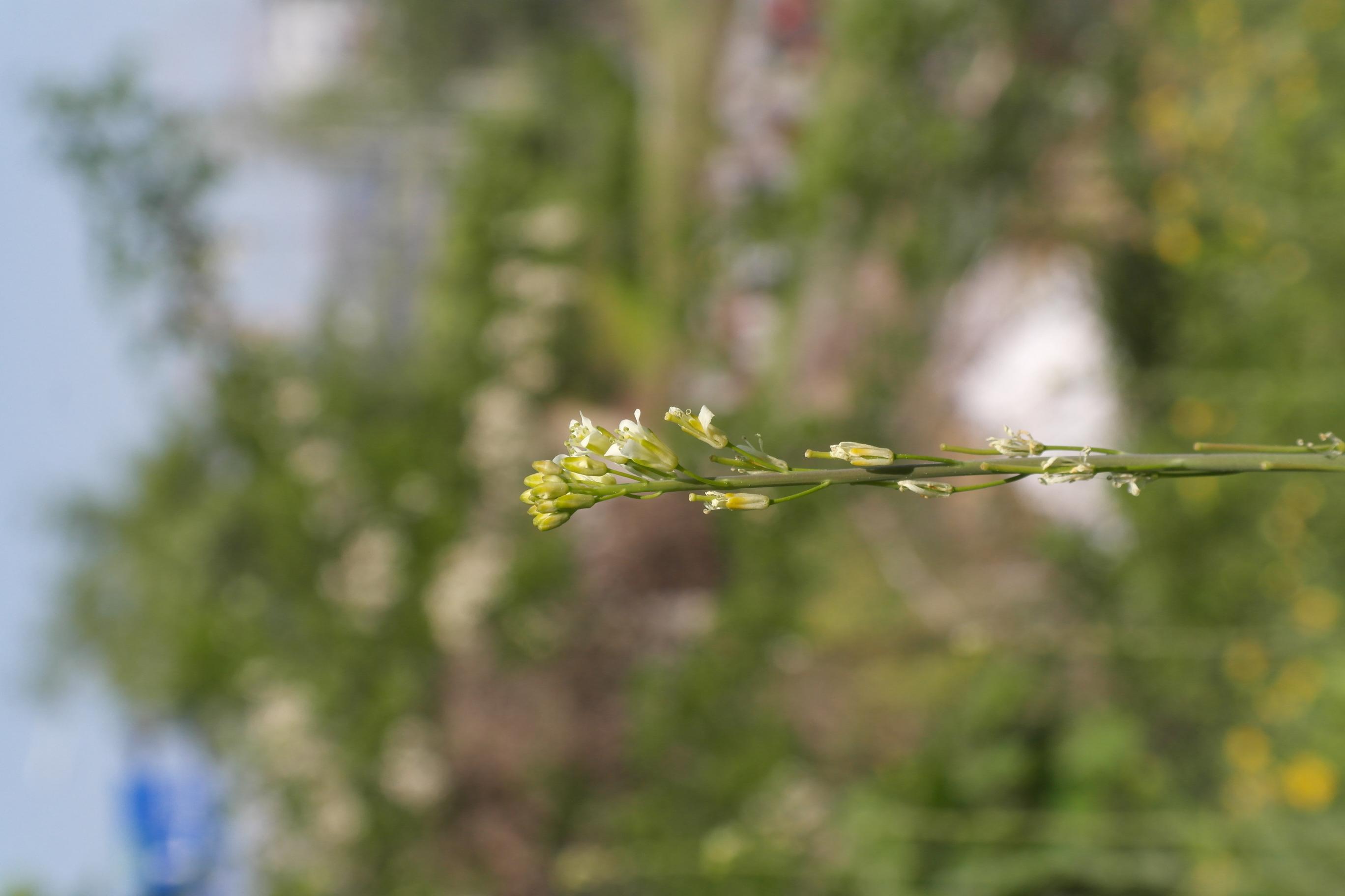 장대나물 이미지