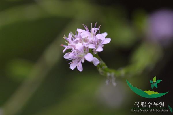 장대냉이 이미지