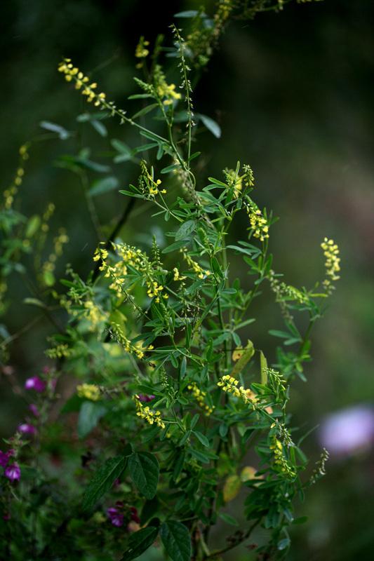 전동싸리 이미지