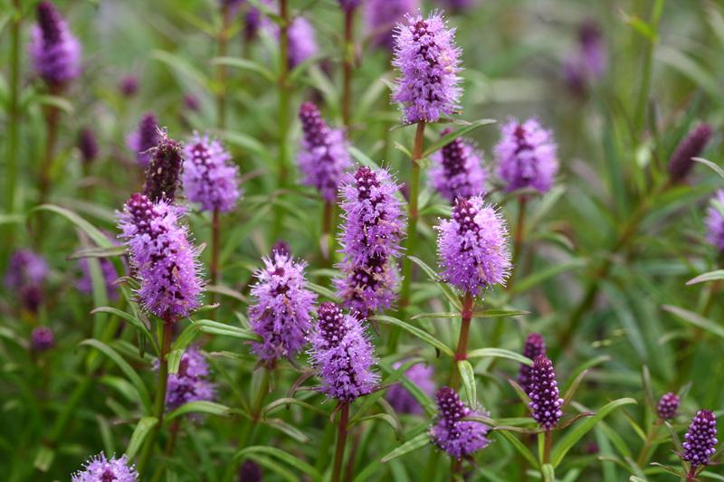 전주물꼬리풀 이미지