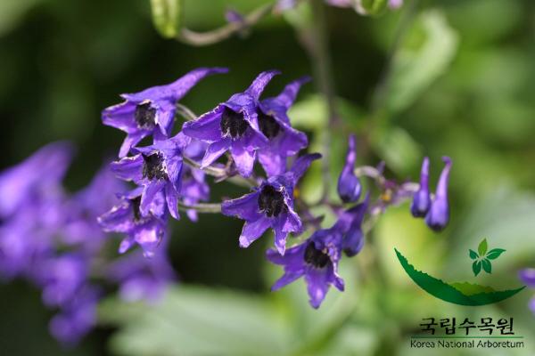 제비고깔 이미지