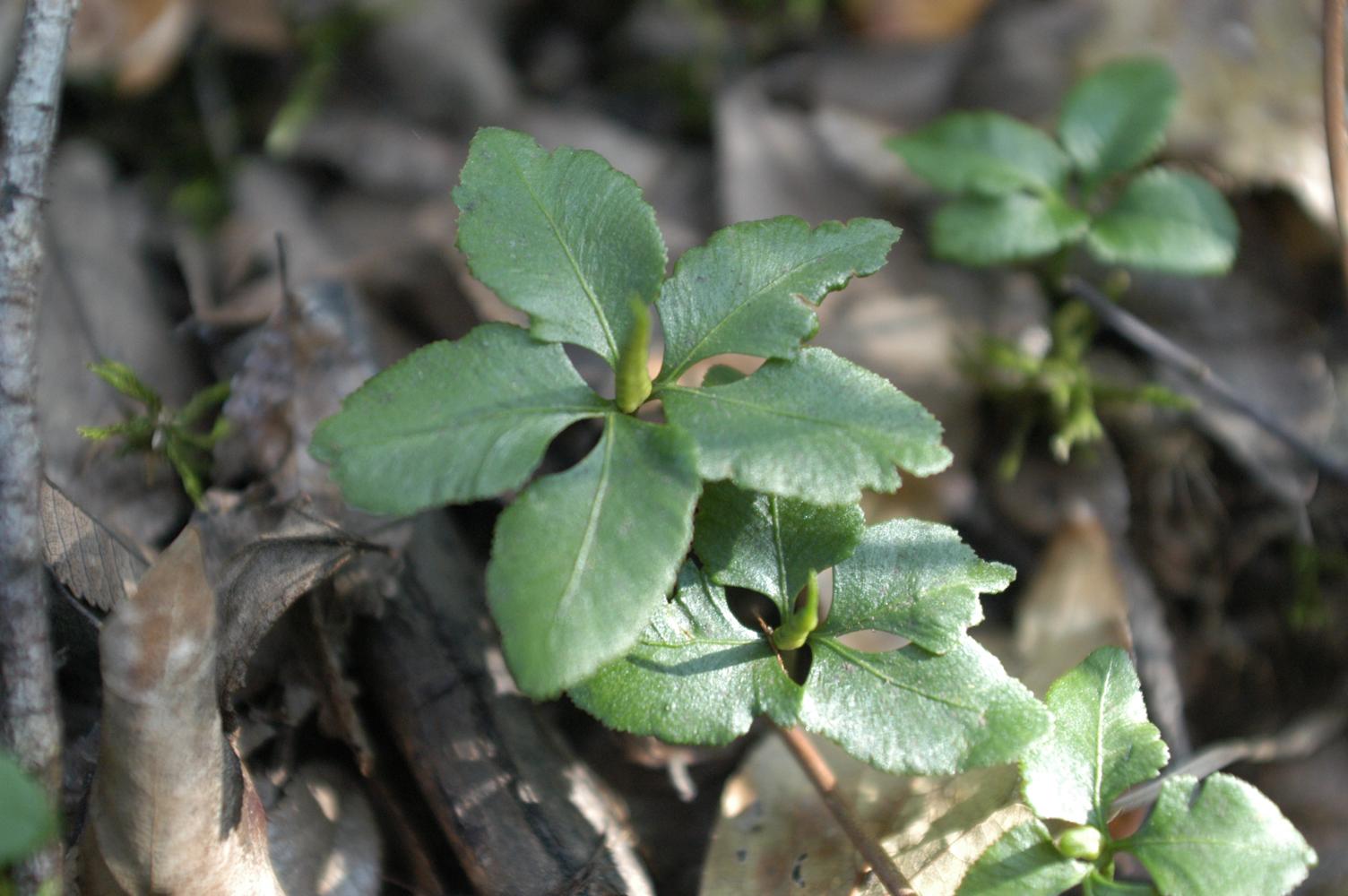 제주고사리삼 이미지