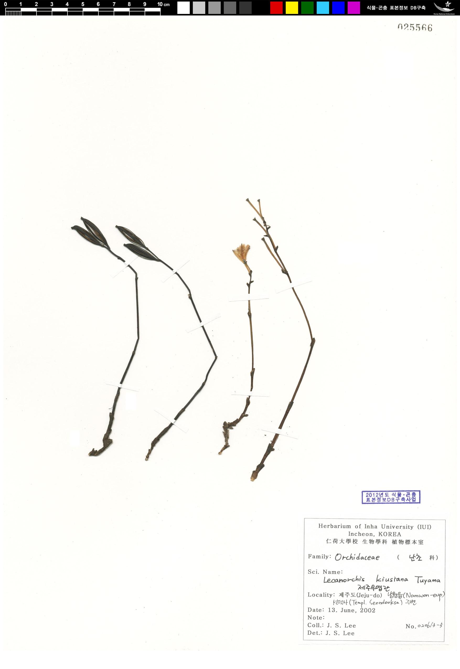 제주무엽란 이미지