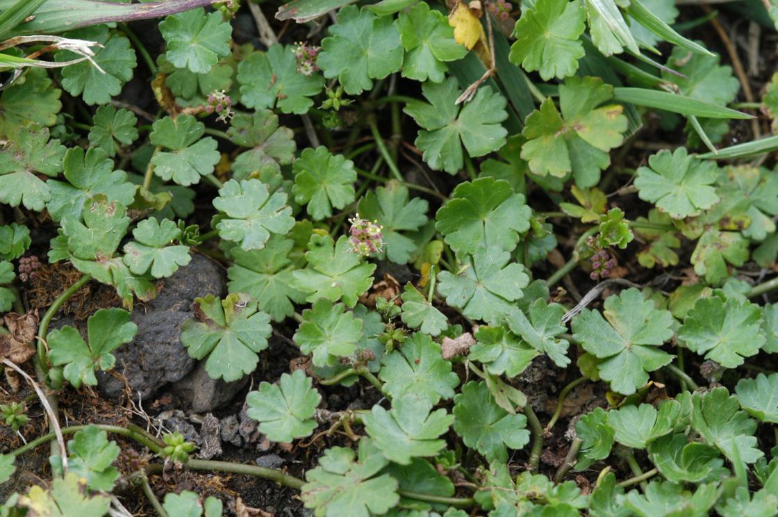 제주피막이 이미지