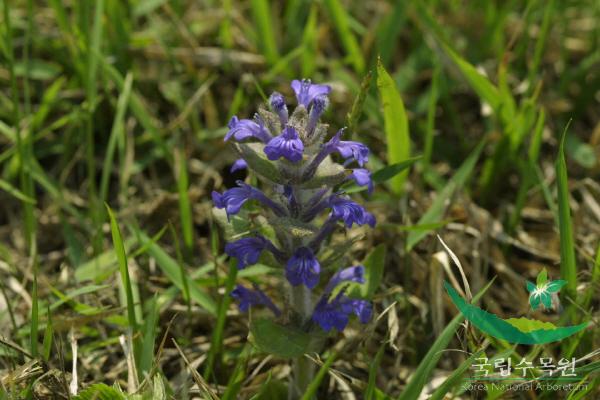 조개나물 이미지