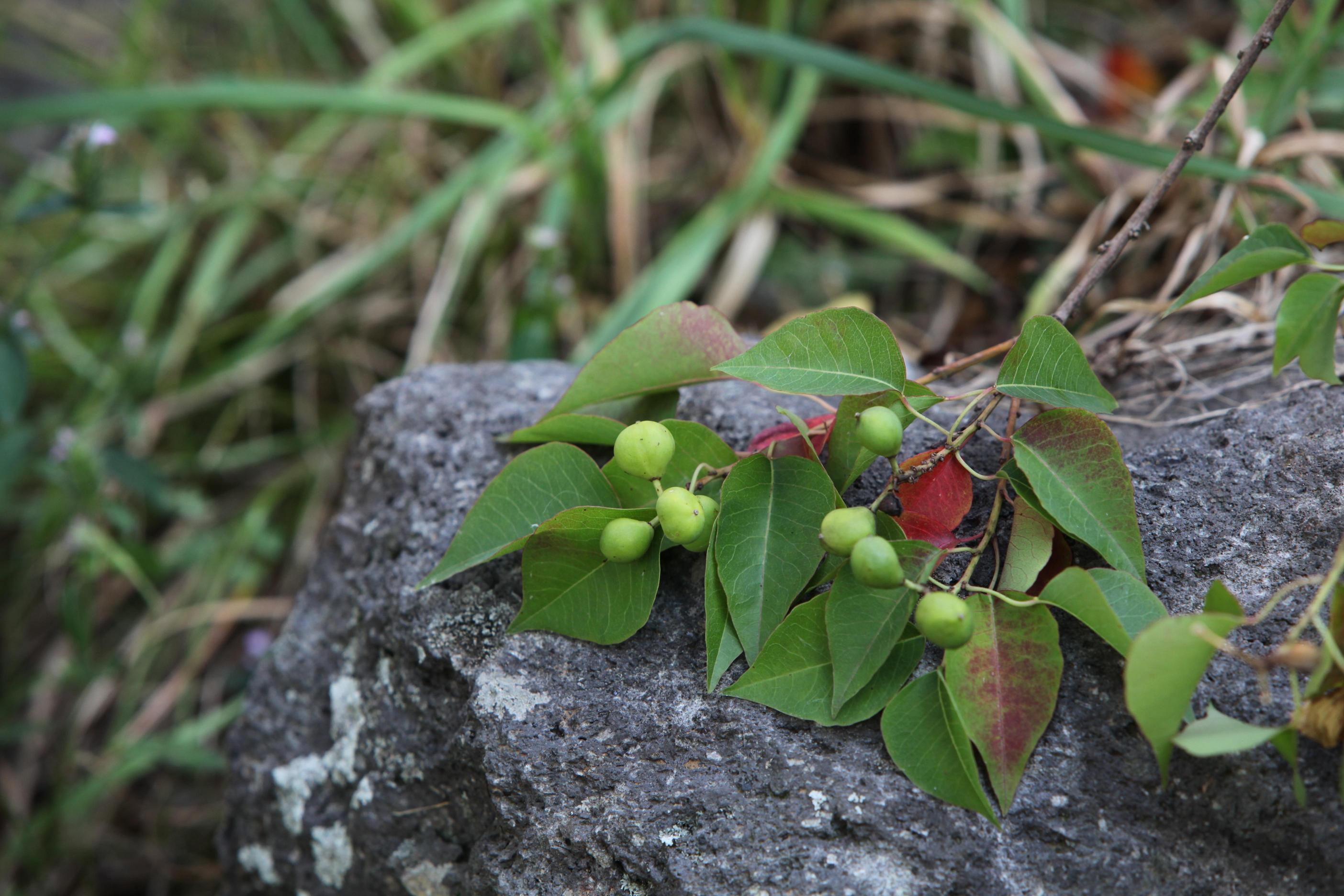조구나무 이미지