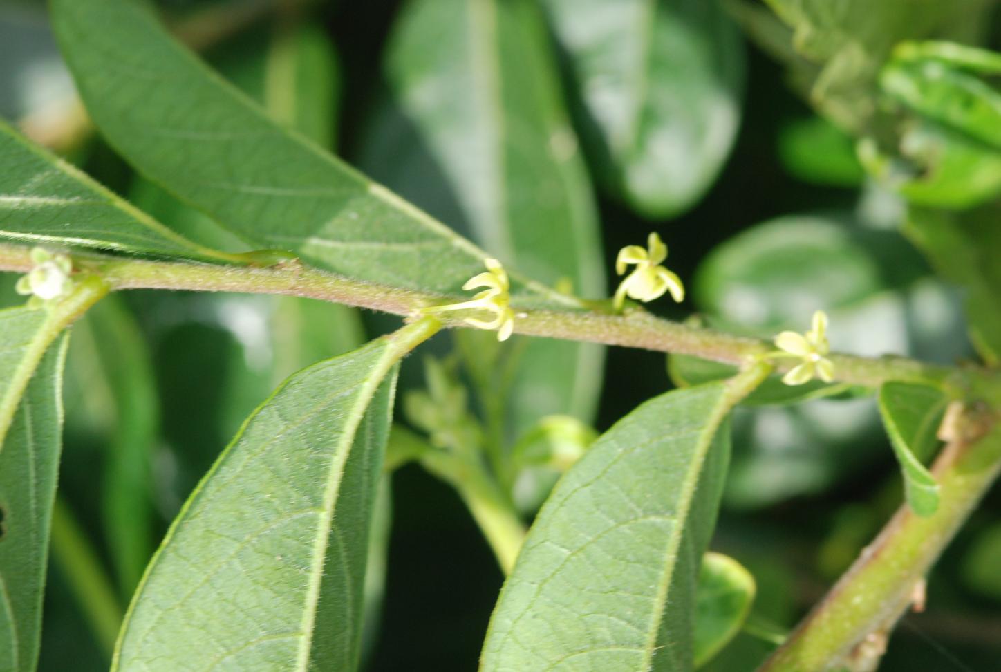 조도만두나무 이미지