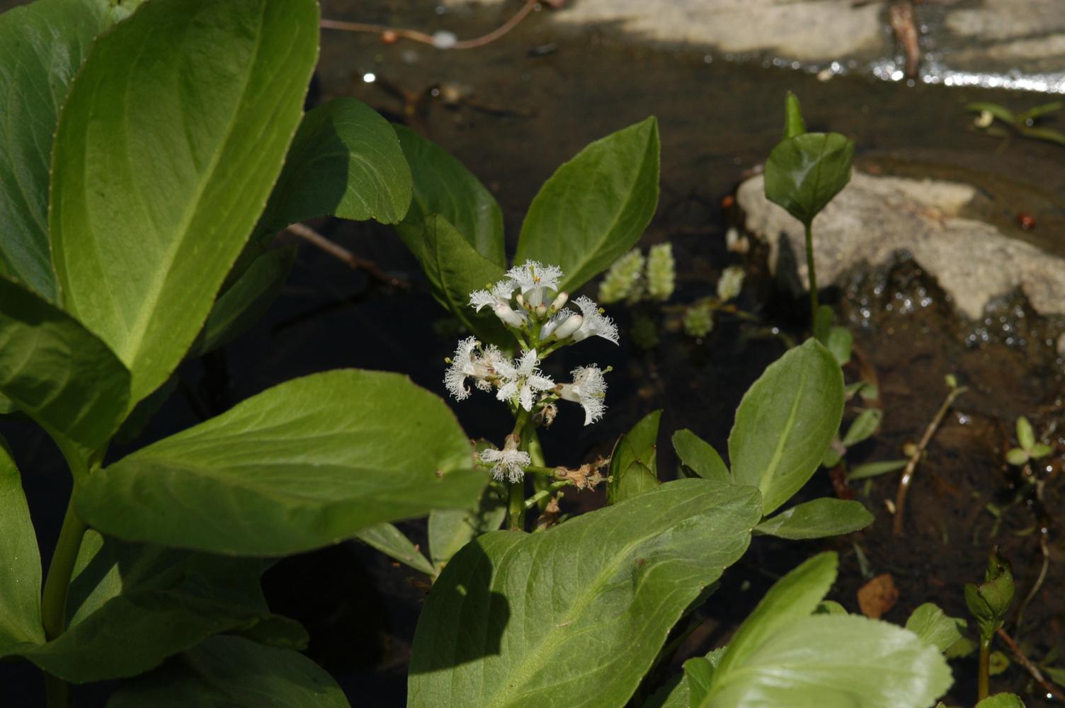 조름나물 이미지