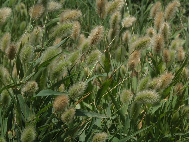 갯강아지풀 이미지