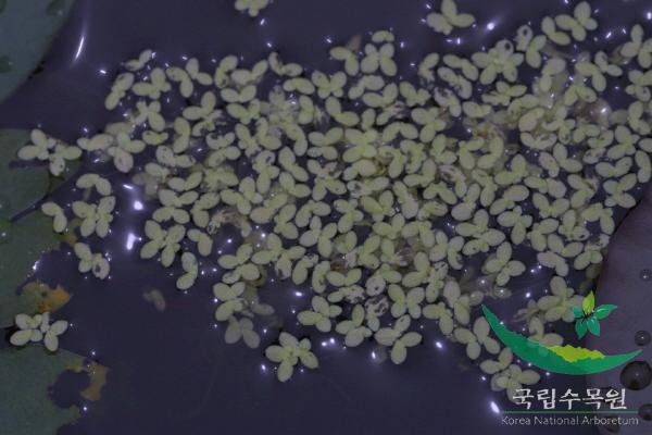 좀개구리밥 이미지