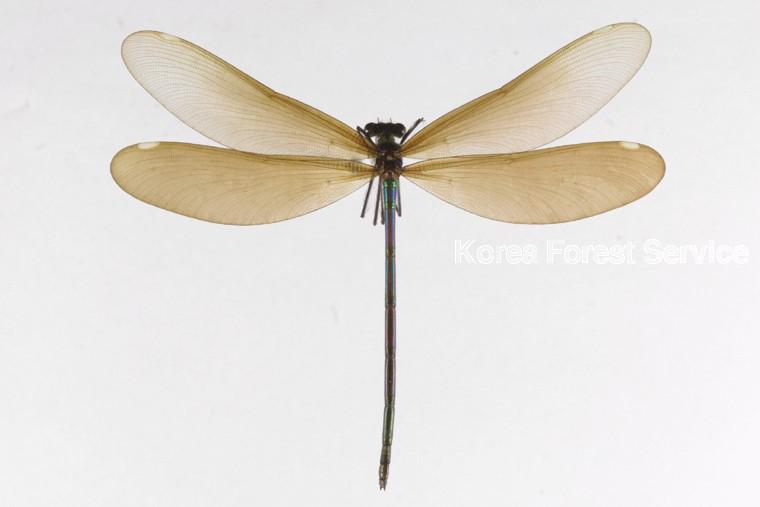 물잠자리 이미지