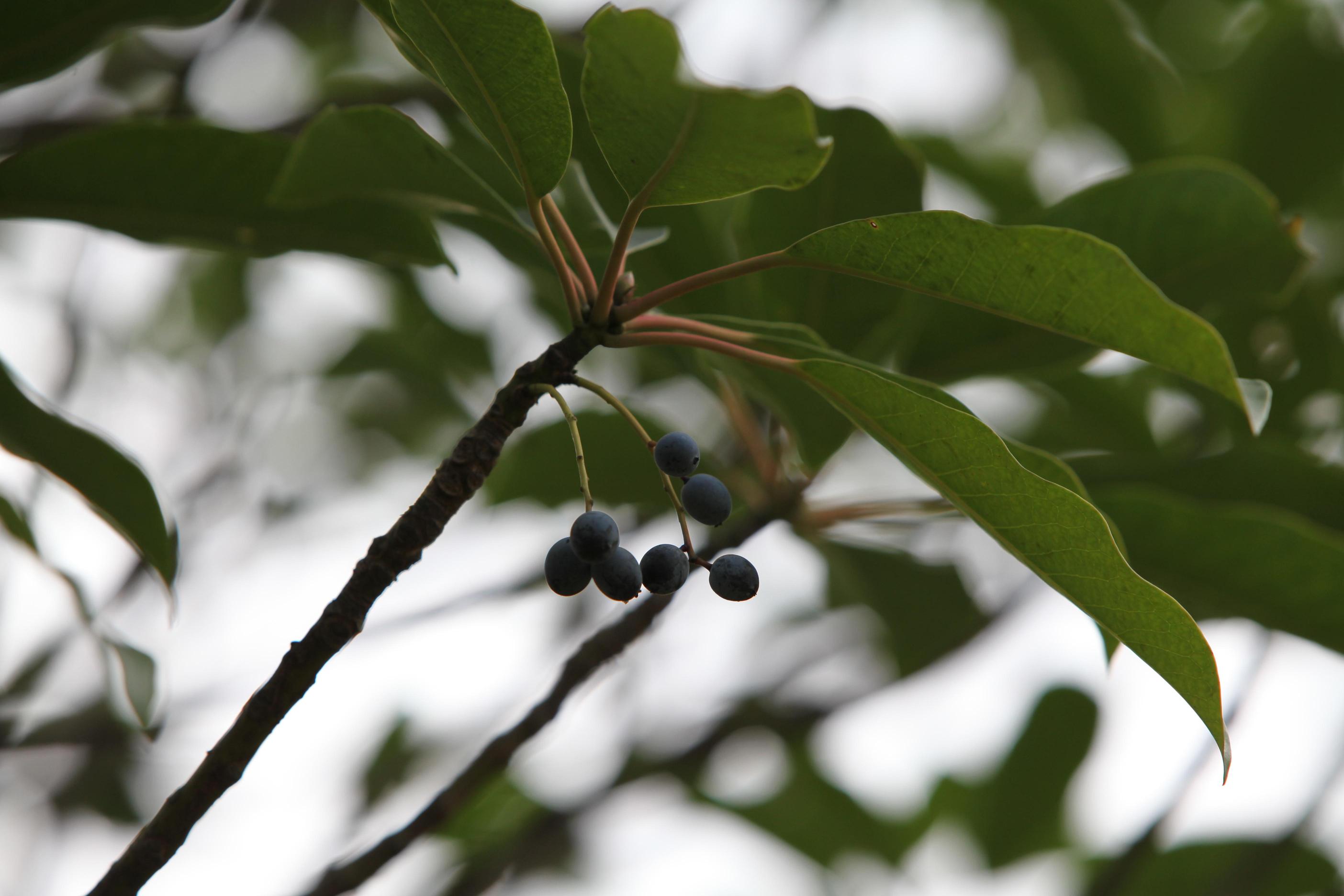 좀굴거리나무 이미지