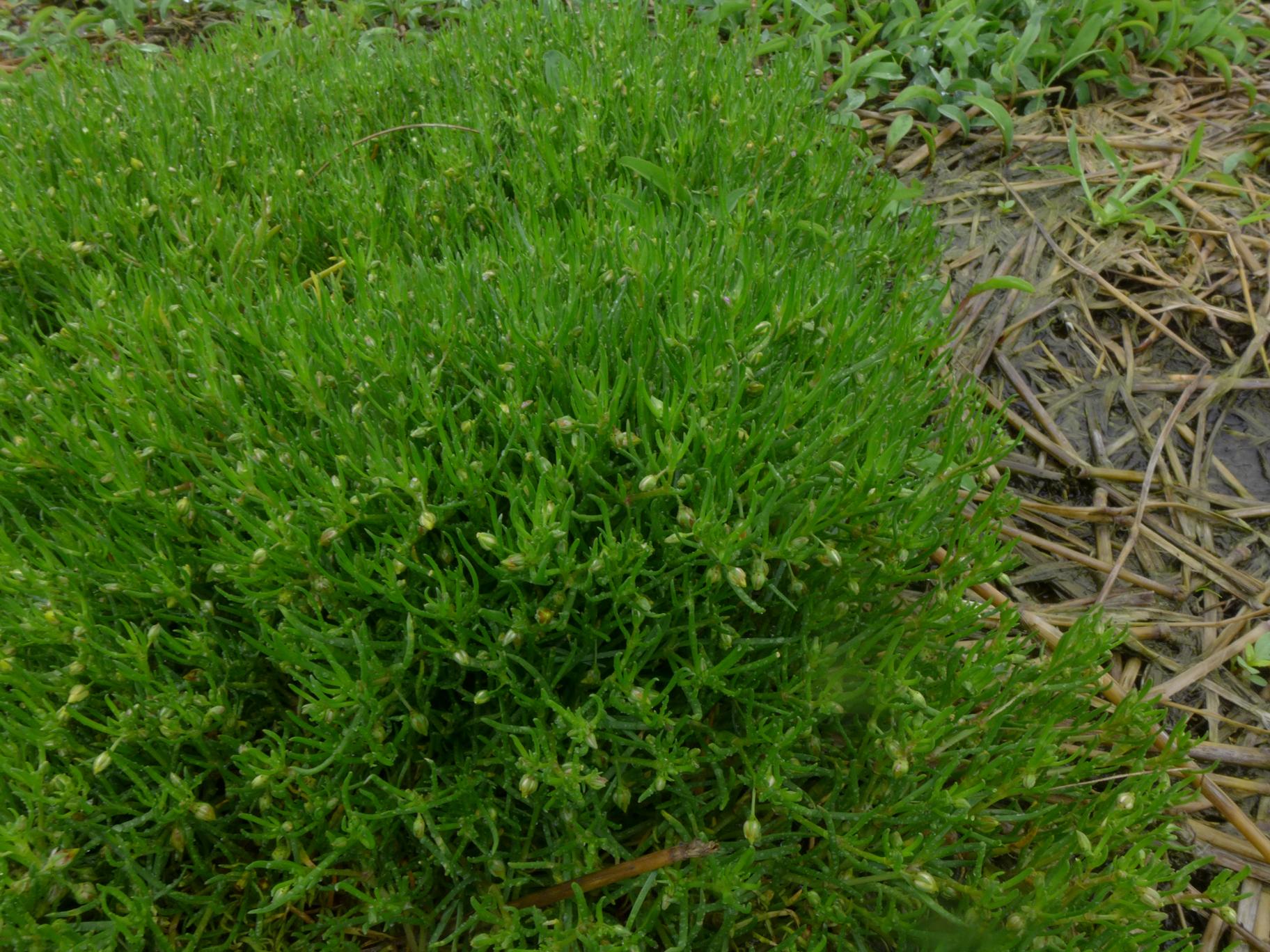 갯개미자리 이미지