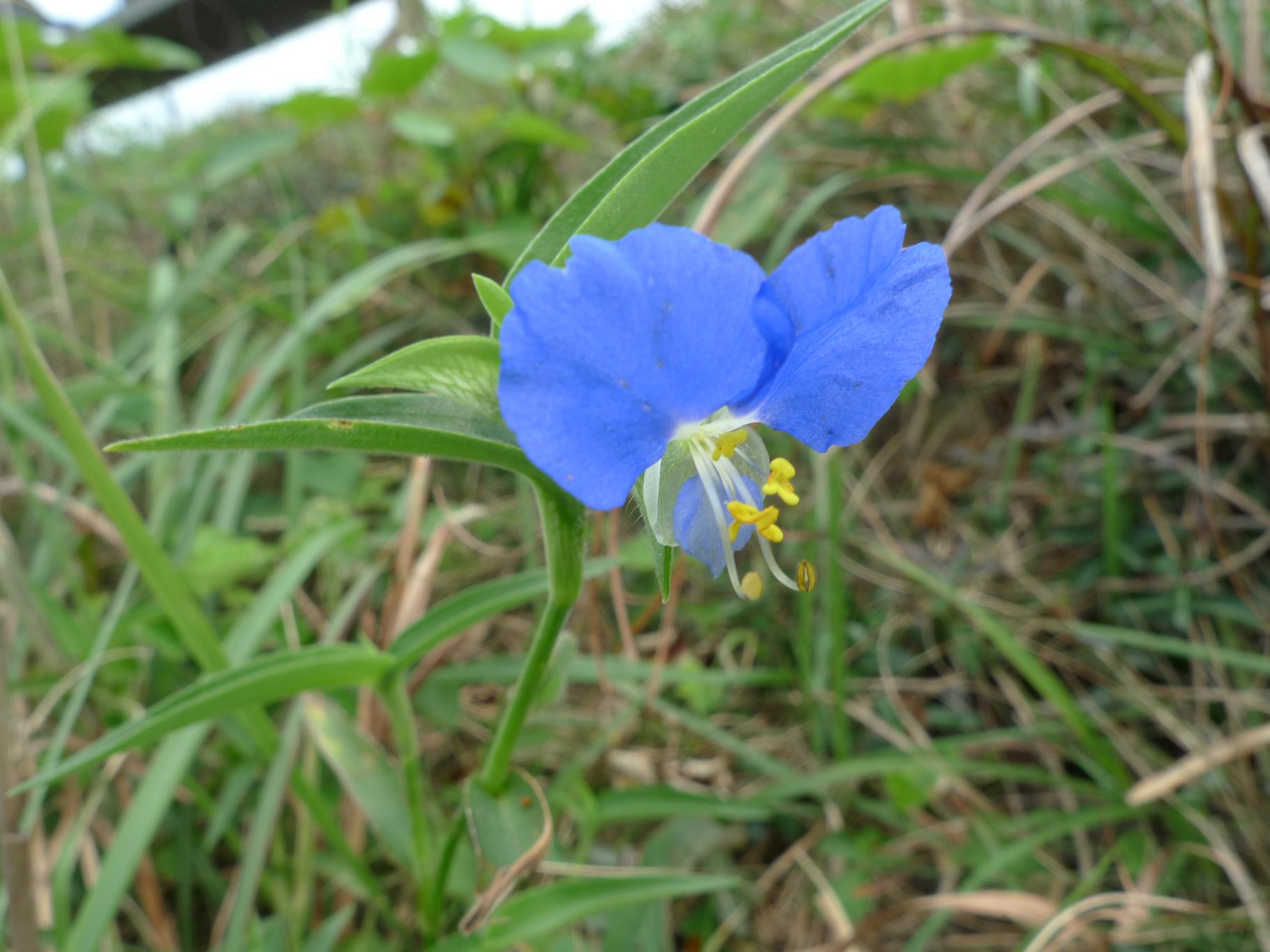 좀닭의장풀 이미지