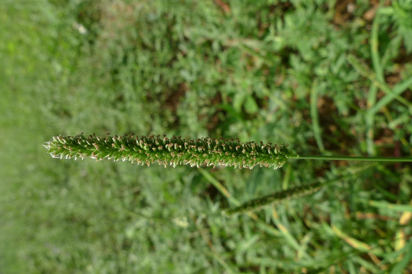 좀물뚝새 이미지