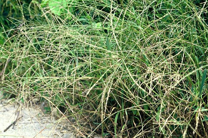 좀바랭이 이미지