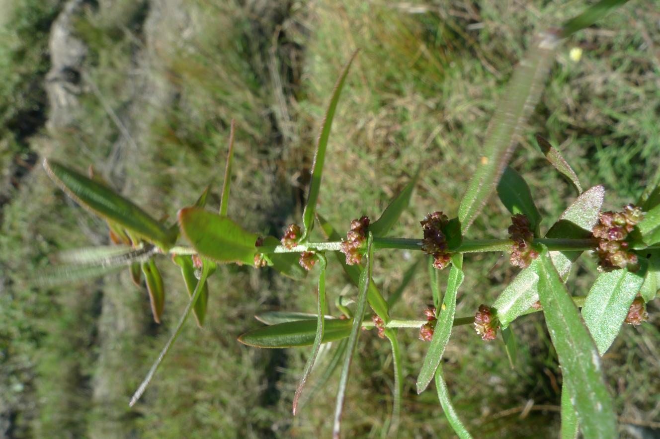 좀부처꽃 이미지