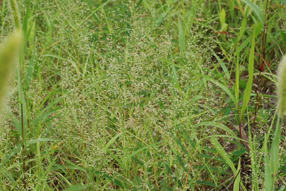 좀새그령 이미지