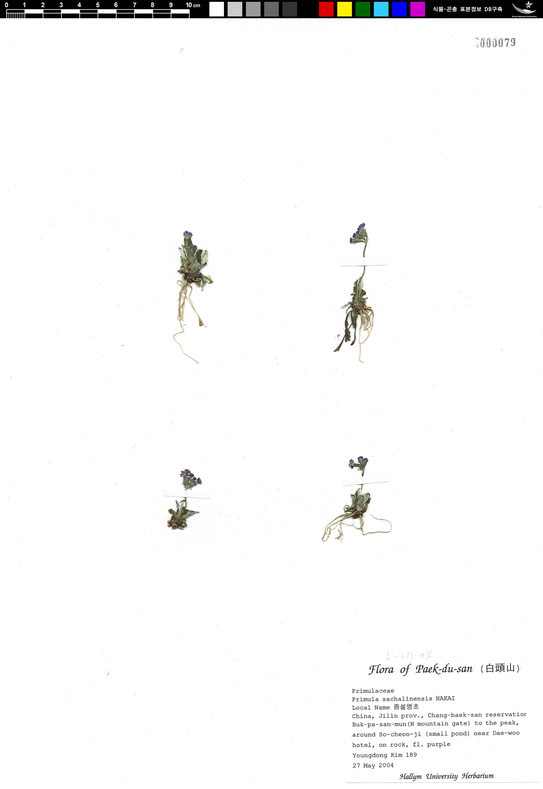 좀설앵초 이미지