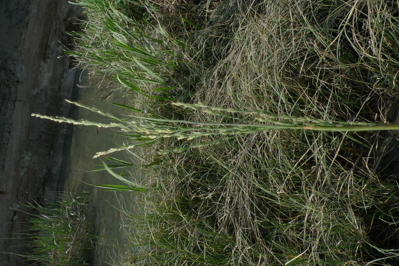 갯겨이삭 이미지