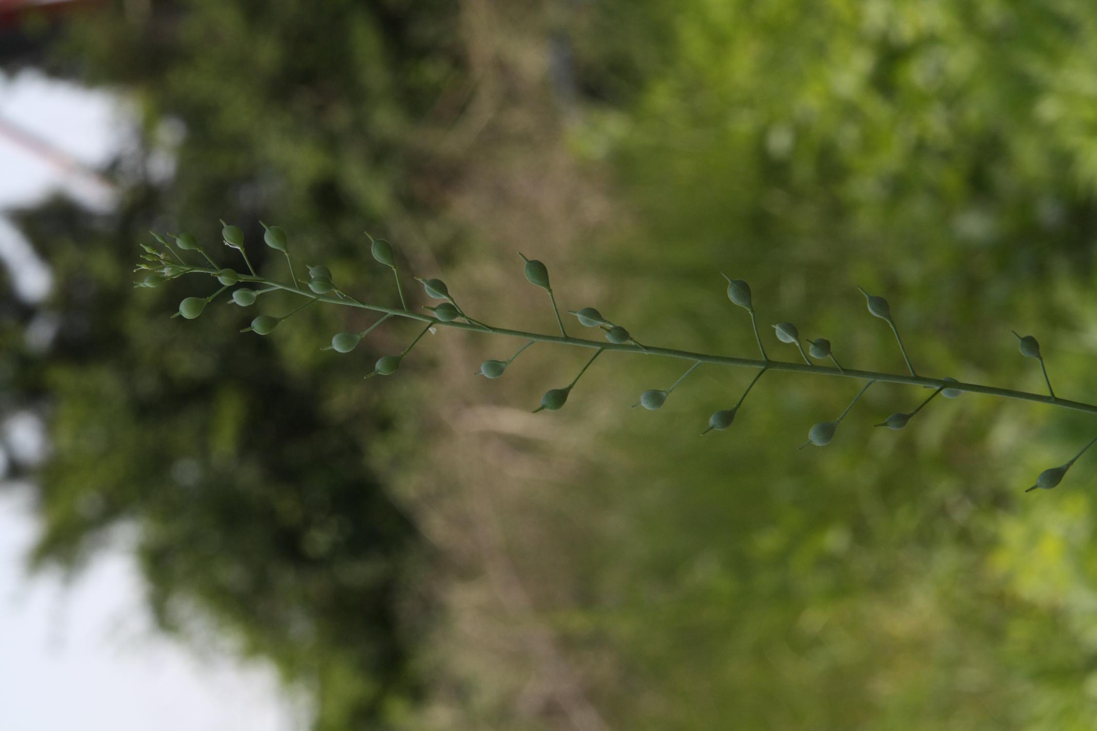 좀아마냉이 이미지