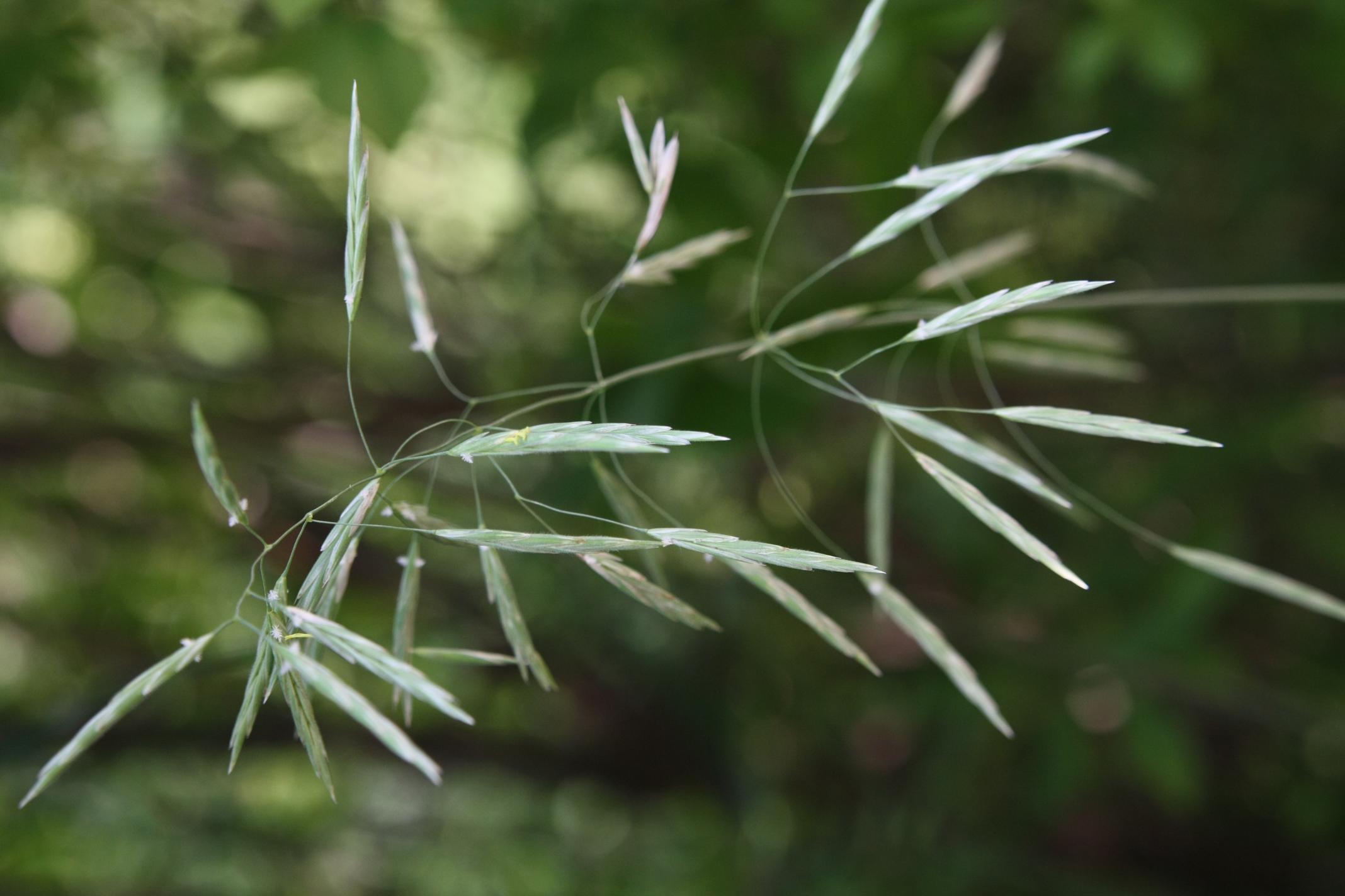 좀참새귀리 이미지