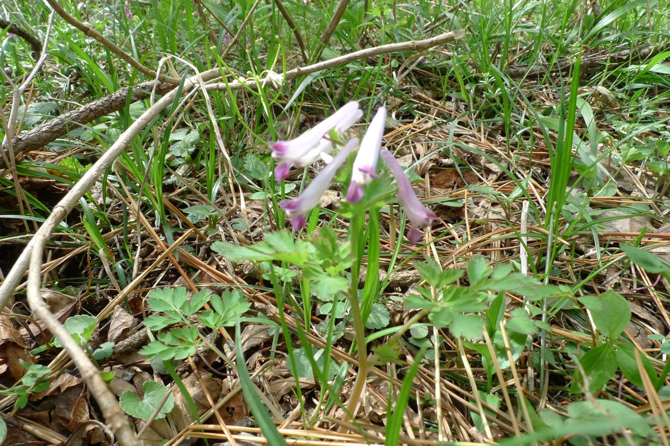 좀현호색 이미지