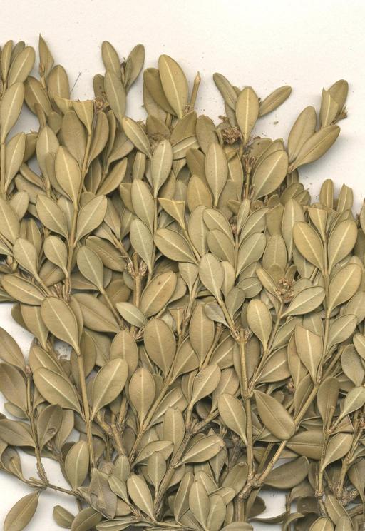 좀회양목 이미지