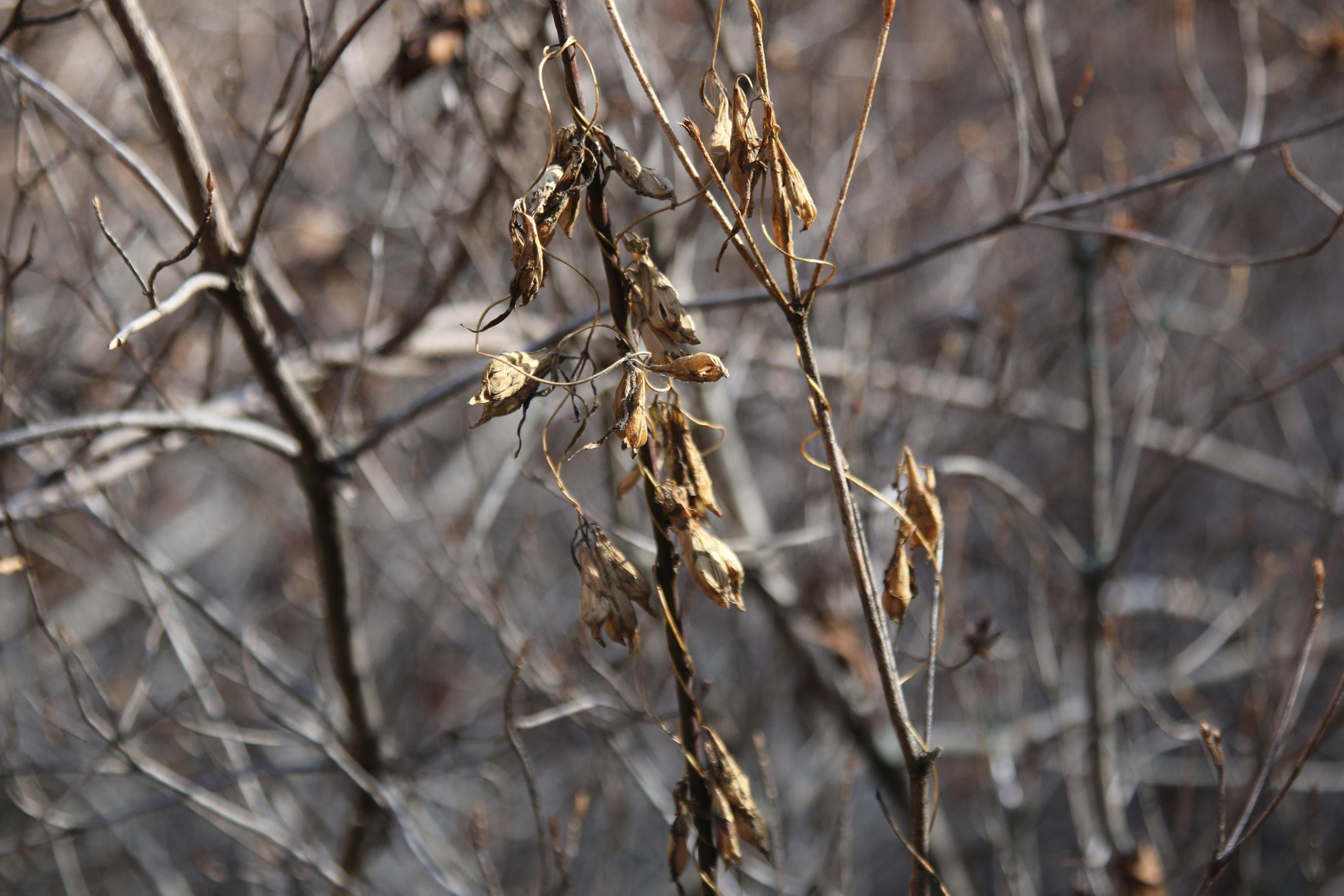 좁은잎덩굴용담 이미지