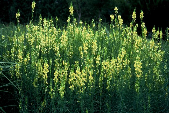 좁은잎해란초 이미지