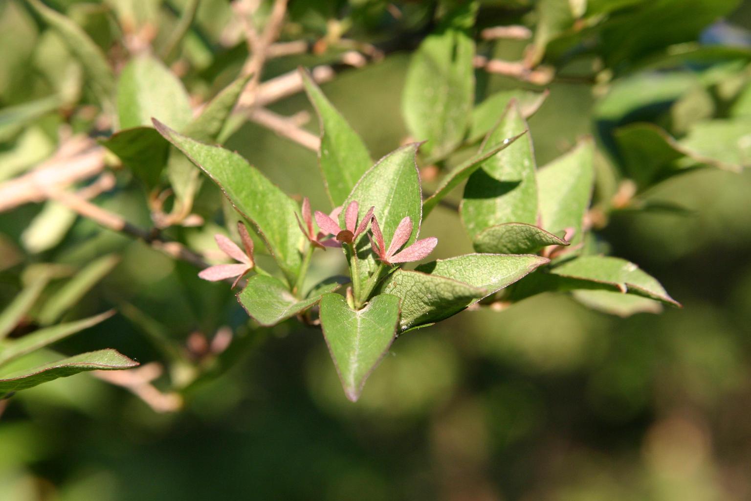 주걱댕강나무 이미지