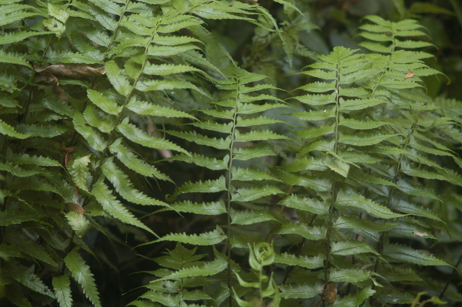 주름고사리 이미지