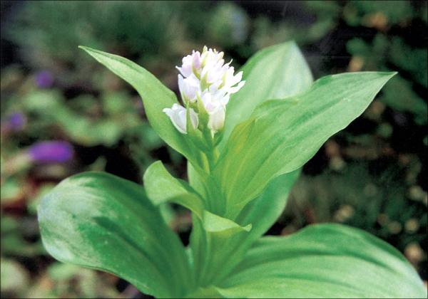 주름제비란 이미지