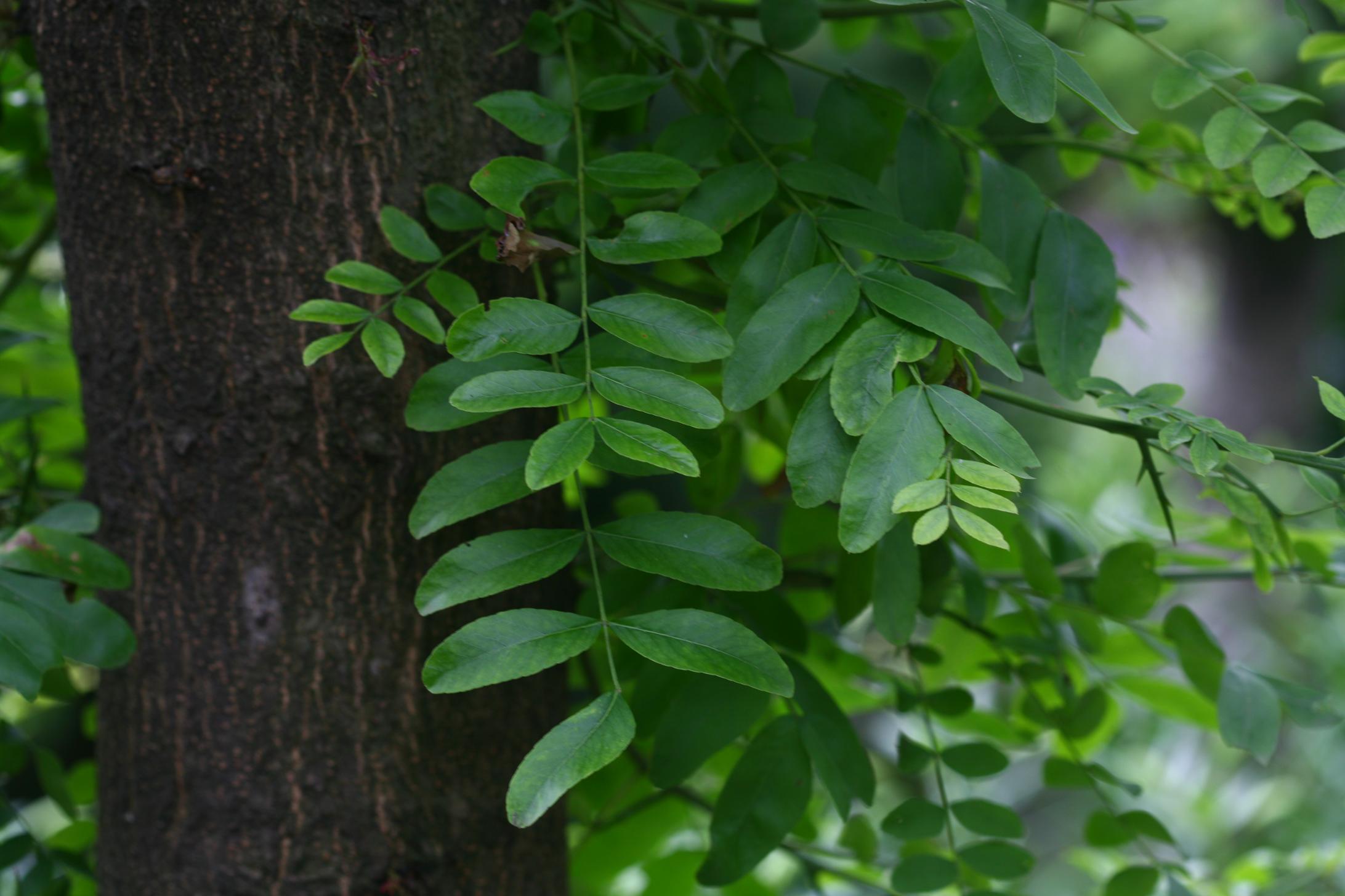 주엽나무 이미지