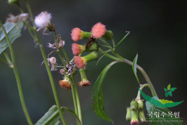 주홍서나물 이미지